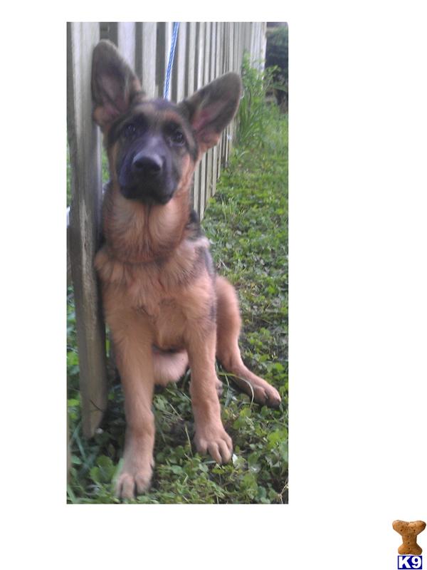 Puppies in KY